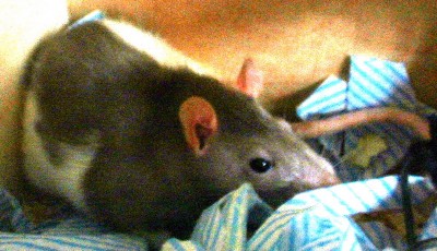 Rat photo