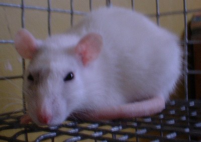 Rat photo