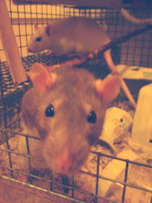 Rat photo