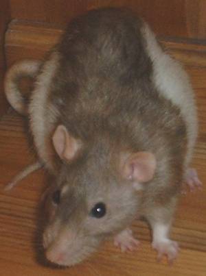 Rat photo